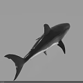 Realistic Shark Model Showcase In Four Different Angles With Detailed Features