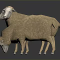 Three Sheep Standing On Dark Surface With Reflections 3d model