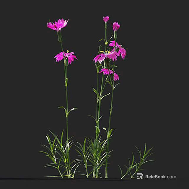 Vibrant Purple Herbaceous Flowers With Long Green Stems And Leafy Foliage 3d model 