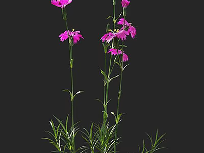 Vibrant Purple Herbaceous Flowers With Long Green Stems And Leafy Foliage 3d model