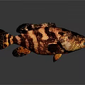 Detailed Fish With Black And Brown Stripes Open Mouth On Gray Background With Reflection