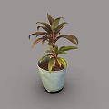 Decorative Plant With Red And Green Leaves In Green Ceramic Pot