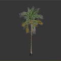 Tropical Palm Tree With Curved Trunk Green Leaves And Yellow Edges