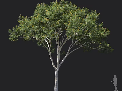 Natural Arbor With Lush Green Foliage Straight Trunk And Spreading Branches 3d model