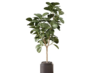 Indoor Bonsai Plant with Lush Green Leaves in Black Pot for Home Decor 3d model