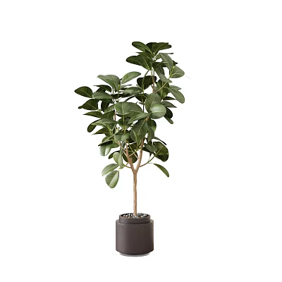 Indoor Bonsai Plant with Lush Green Leaves in Black Pot for Home Decor 3d model
