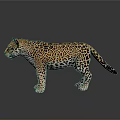 3D Leopard Model With Spotted Coat Standing On Reflective Gray Surface