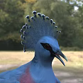 Vibrant Blue and Pink Feathered Flying Animal with Crested Head Standing on Grassland