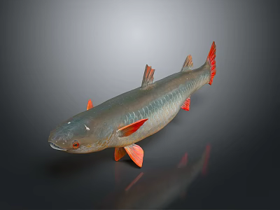 Realistic Silver Fish With Red Fins Tail And Shiny Scales On Dark Background 3d model