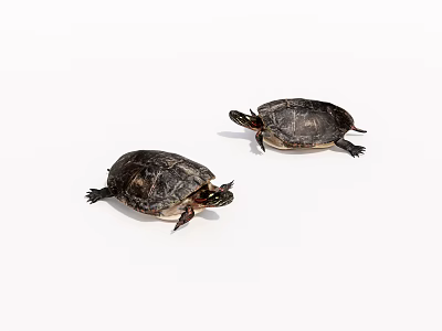 animal turtle 3d model