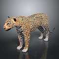 Realistic Detailed Leopard Standing Gracefully on Dark Background With Spotted Fur 3d model