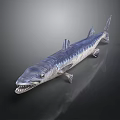 Large Predatory Fish With Sharp Teeth And Streamlined Blue Silver Body On Dark Surface