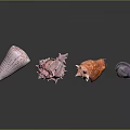 Marine Shellfish With Colorful Pink Orange Purple Shells In Various Shapes On Gray Background