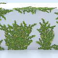 Lush Green Vines Growing On White Wall With Dense Foliage Decorative Natural Plant