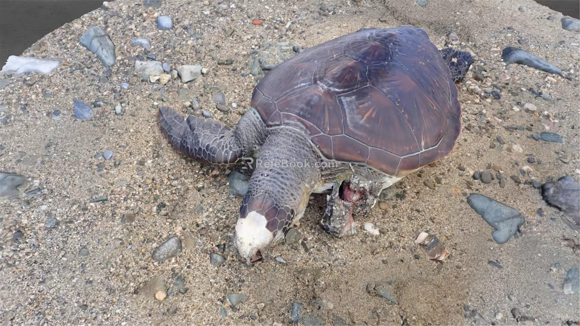 Modern Turtle Wounded Turtle 3d model