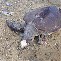 Modern Turtle Wounded Turtle 3d model