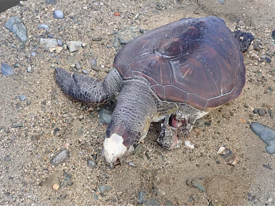 Reptile Sea Turtle Lying on Gravelly Ground with Stones Around and Visible Neck Wound 3d model