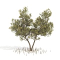 Tree Tree Landscape Tree 3d model