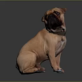 Brown Pug Dog Sitting On Shiny Surface With Gray Background And Reflection 3d model