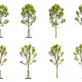 Various Arbor Tree Specimens Showcasing Green Foliage And Trunk Features 3d model
