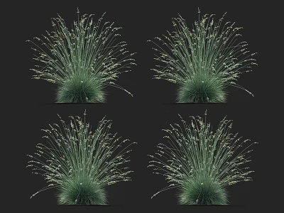 Lush Green Ornamental Grass Clumps With Slender Leaves And Spikelet Flowers On Dark Background 3d model