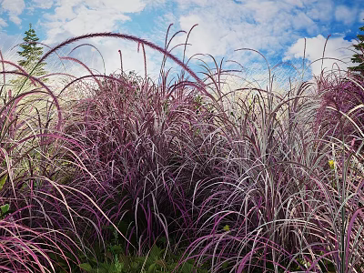 Tall Purple and White Ornamental Grasses Swaying Under Clear Blue Sky with Green Trees 3d model