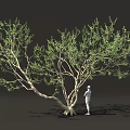 Lush Green Tree With Thick Trunk And Standing Person In Dark Background 3d model