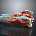 Detailed 3D Model of Human Organ and Hair Anatomical Structure with Muscles and Vessels