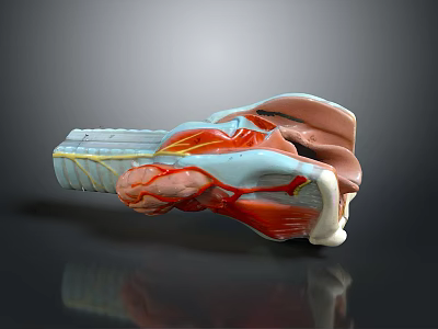 thigh bone knee bone leg bone joint joint life supplies 3d model