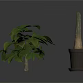 Indoor Green Leafy Plant And Potted Stem Plant In Simple Containers