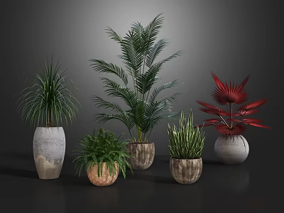Various Potted Plants With Different Leaf Shapes And Decorative Ceramic Pots 3d model