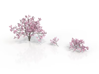 Three Pink Flowering Trees in 3D Model with White Background and Different Sizes 3d model