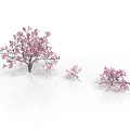 Three Pink Flowering Trees in 3D Model with White Background and Different Sizes
