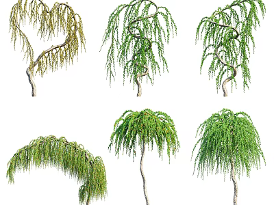 Distinct Weeping Trees with Various Branch Shapes and Green Yellow Foliage 3d model