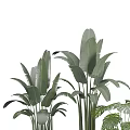 Indoor Decorative Potted Plants With Green Leaves In White Ceramic Pots