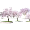 Arbor Trees With Pink Blossoms Growing On Green Lawn And Stone Platforms