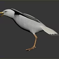 White Seagull Flying with Spread Wings Yellow Beak and Orange Feet Against Gray Background