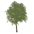 Modern tree big sapling 3d model