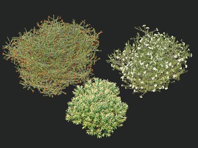 Three Varieties of Shrubs with Green Foliage Orange Berries and White Blooms 3d model