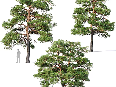 Modern Pine Three Pines 3d model