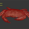 Fresh Brown Spotted Crab With Claws And Legs On Black Background
