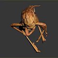 Orange Locust With Detailed Wings And Legs On Dark Reflective Surface