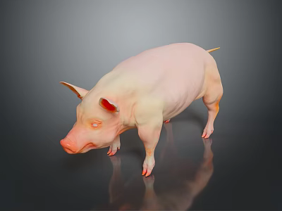 Realistic Pink Pig Standing On Smooth Black Surface With Reflection 3d model