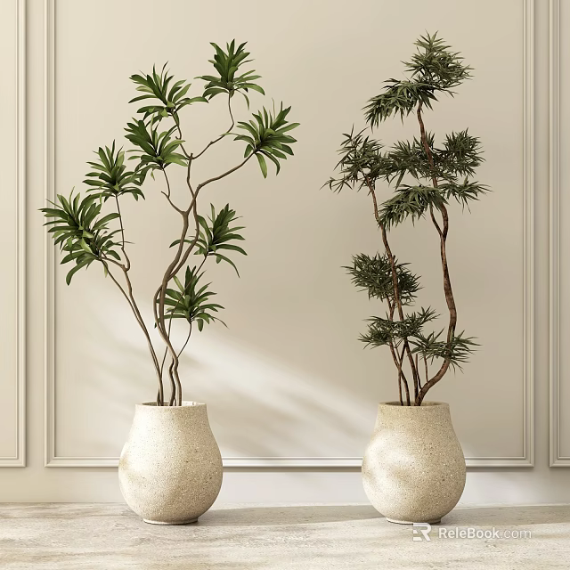Indoor Decorative Bonsai Plants In White Textured Vases Against Light Wall 3d model 