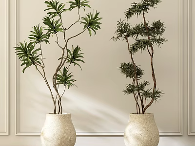 Indoor Decorative Bonsai Plants In White Textured Vases Against Light Wall 3d model