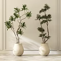 Indoor Decorative Bonsai Plants In White Textured Vases Against Light Wall