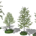 Varied Arbor Trees Displaying Different Trunks Foliage Grass and Stones 3d model