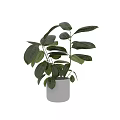 Bonsai Potted Plant with Lush Green Leaves in White Cylindrical Pot for Indoor Home Decoration