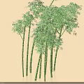Green Bamboo Plants With Tall Stems Lush Leaves And Fresh Natural Growth