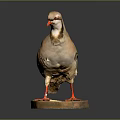 Light Brown Striped Bird With Red Beak And Legs On Circular Base Against Dark Background